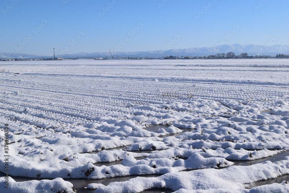 Obraz premium 雪が積もった水田