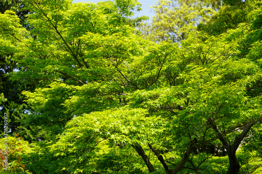初夏の新緑 初夏の新緑