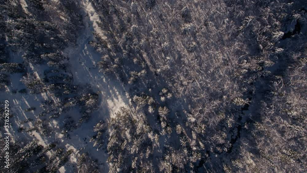 Top down drone video of a snowy trees and beautiful sunlight Top down drone video of a snowy trees and beautiful sunlight