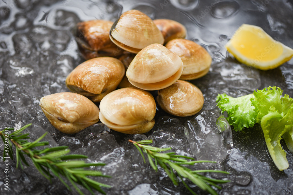 Seafood shellfish on ice frozen at the restaurant - Fresh shell clam with herb ingredients for salad , enamel venus shell , saltwater clams Seafood shellfish on ice frozen at the restaurant - Fresh shell clam with herb ingredients for salad , enamel venus shell , saltwater clams