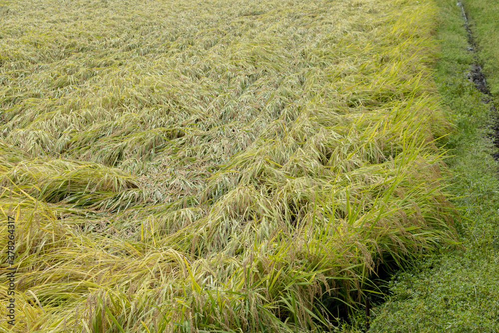 台風と雨でつぶされた稲　倒伏　被害