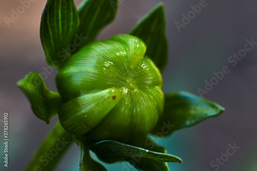 Close-up of the green, rounded bud of a dahlia, with leaves on the stem