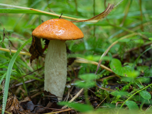 Fresh edible orange-cap boletus mushroom in the forest