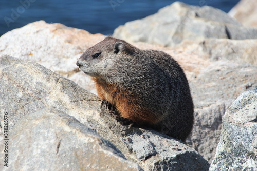 Groundhog or Woodchuck (Marmota monax); Havre St. Pierre, Quebec, Canada.