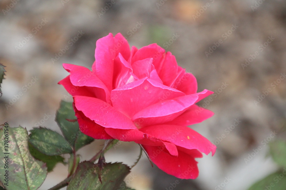 Last Rose Of Summer, U of A Botanic Gardens, Devon, Alberta Last Rose Of Summer, U of A Botanic Gardens, Devon, Alberta