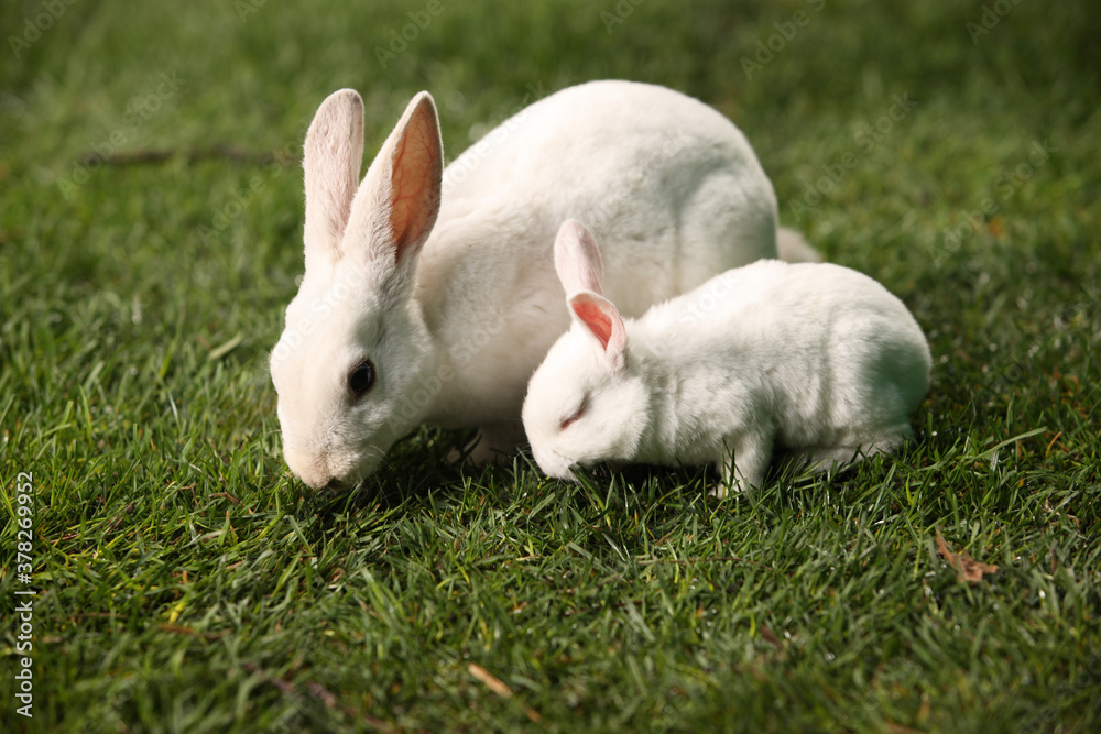 Calm and sweet little white rabbit sitting on green grass, cute bunny. Calm and sweet little white rabbit sitting on green grass, cute bunny.