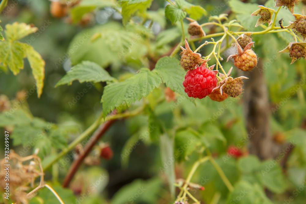 Close-up of the ripe and unripe raspberries in the fruit garden. Close-up of the ripe and unripe raspberries in the fruit garden.