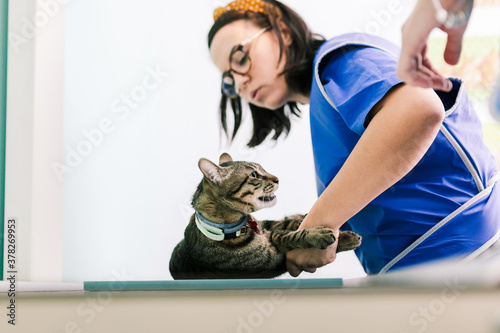 Vets with a cat in the x-ray room