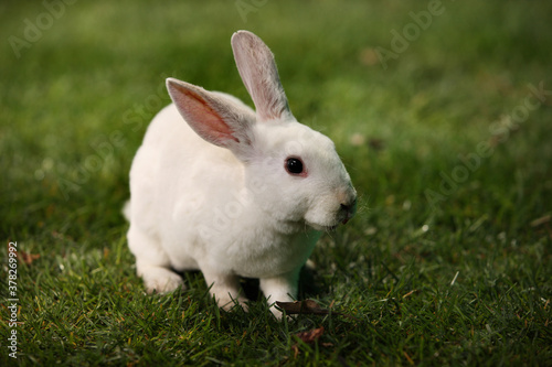 Calm and sweet little white rabbit sitting on green grass, cute bunny.
