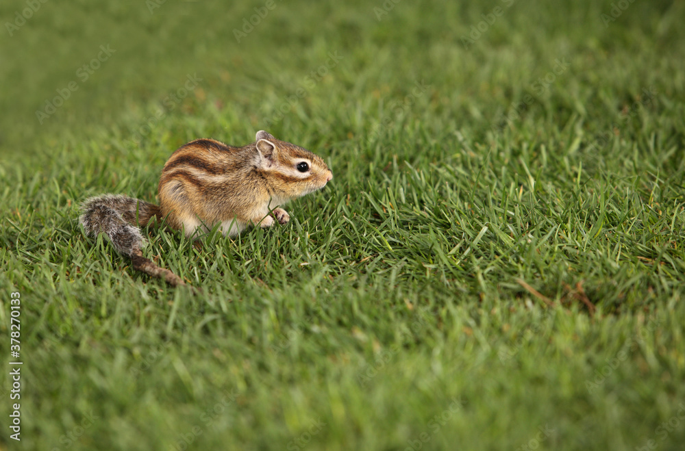 squirrel on the grass squirrel on the grass