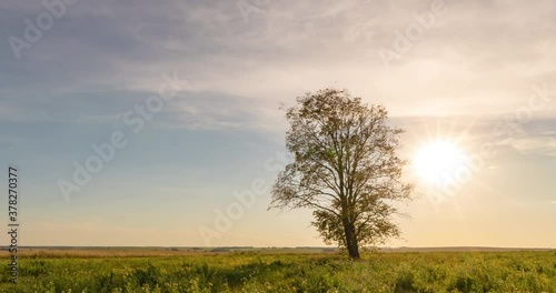 Wallpaper Mural Hyperlapse around a lonely tree in a field during sunset, beautiful time lapse, autumn landscape Torontodigital.ca