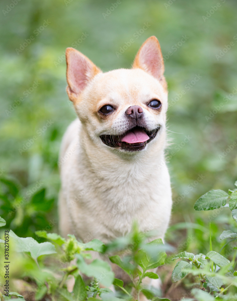chihuahua in nature chihuahua in nature