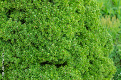 A dwarf Alberta white spruce fragment, evergreen tree photo