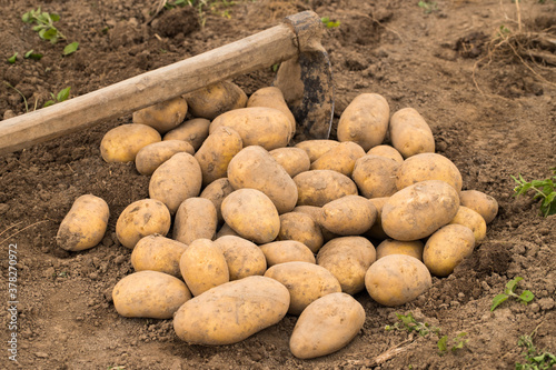 Heap Of Potatoes With Ground On Field.