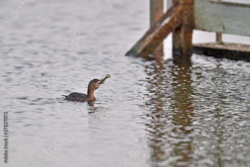 Pied-billed Grebe with Fish in the Bill photo