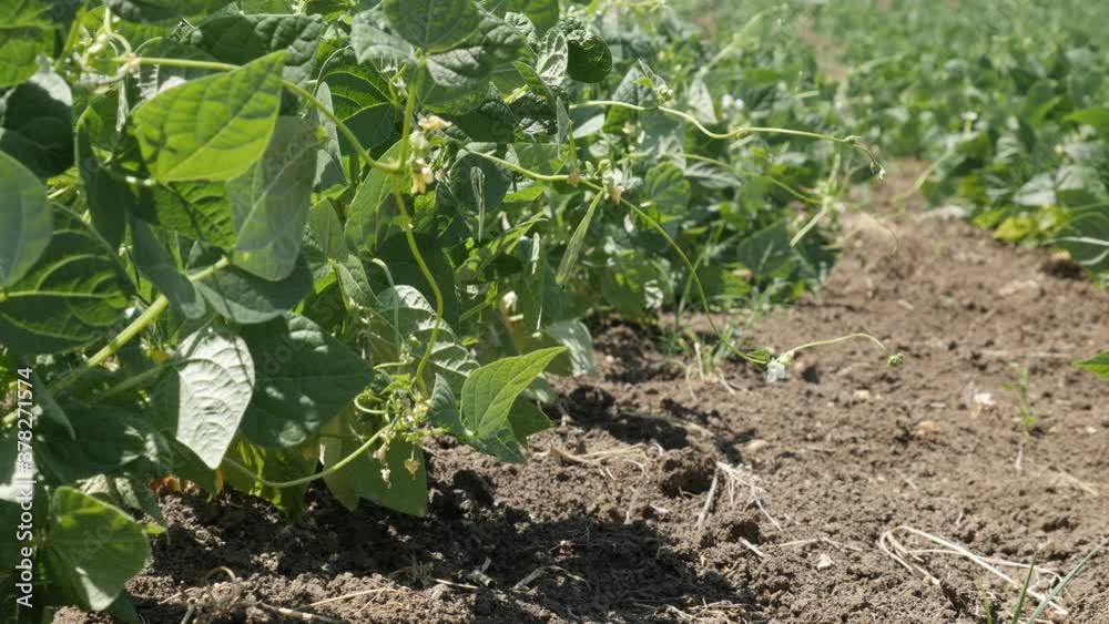 Flowers of french bean on the wind 4K close-up footage Flowers of french bean on the wind 4K close-up footage