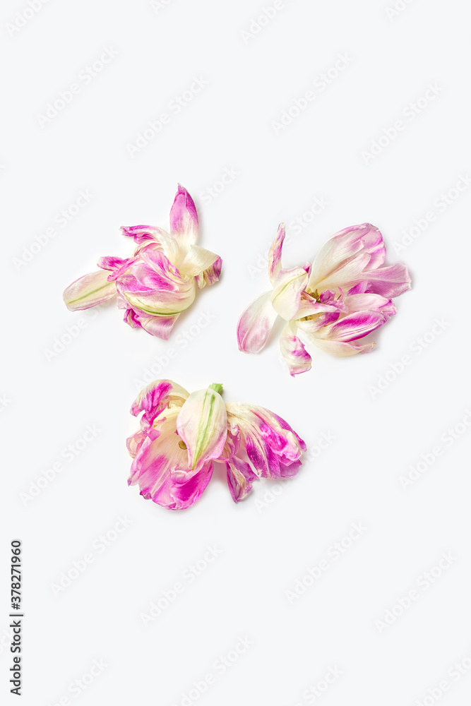 composition of white and pink tulips on a white background. flat lay, vertical frame. composition of white and pink tulips on a white background. flat lay, vertical frame.