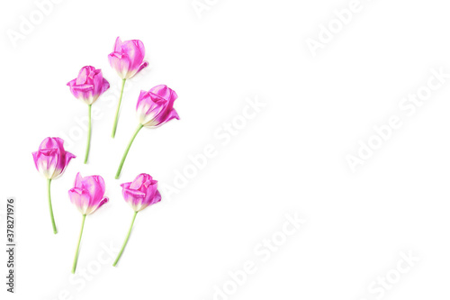 spring pink flowers on a white background. composition of tulips, copy space, flat lay.