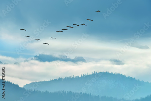 Blue sky with flying birds natural background