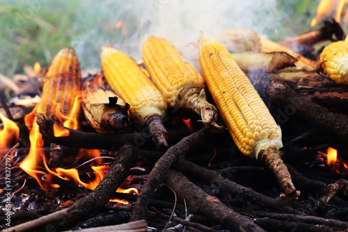 Bunch of Maize grilled