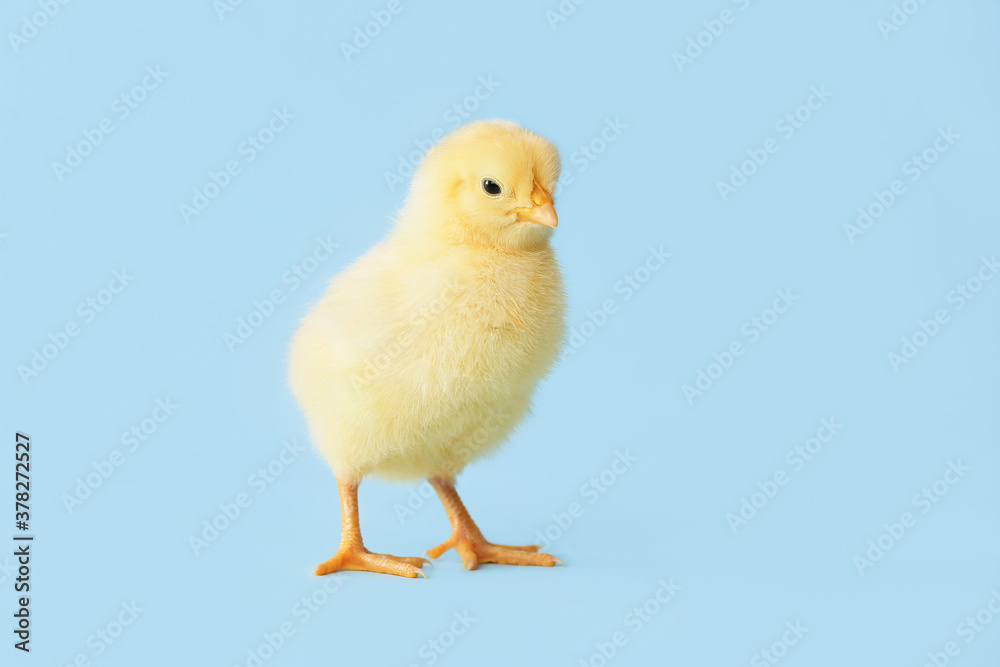 Fototapeta premium Cute little chick on color background