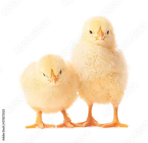 Cute funny chicks on white background