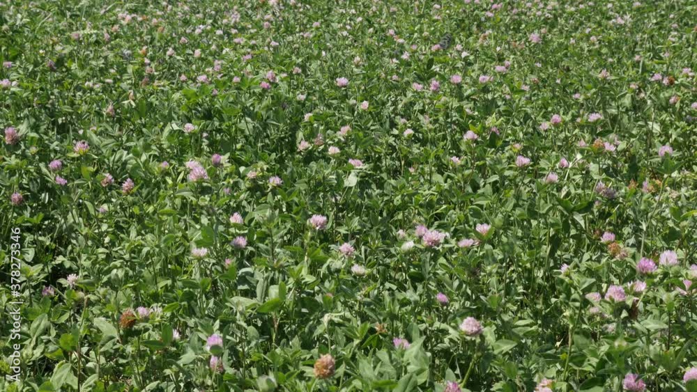 Field of red clover Trifolium pratense with butterflies 4K video Field of red clover Trifolium pratense with butterflies 4K video