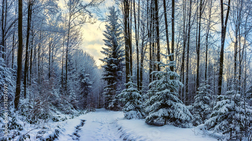 The road through the winter, snowy forest. Trees in the snow. Snow hidden path © Rejdan
