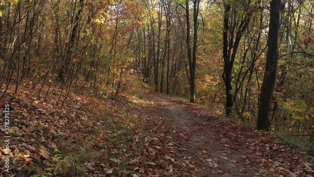 Moving backwards over the path in the woods 4K drone video Moving backwards over the path in the woods 4K drone video