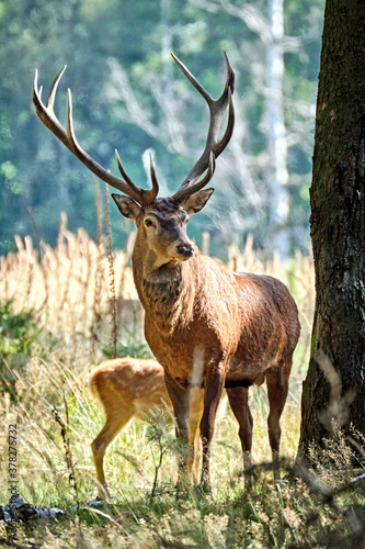Fototapeta Naklejka Na Ścianę i Meble -  Rotwild ( Cervus elaphus ).