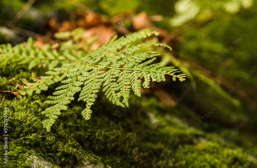 Isolated green fern in the autumn forest. Isolated green fern on the green moss covered log in the autumn forest. Isolated green fern in the autumn forest. Isolated green fern on the green moss covered log in the autumn forest.