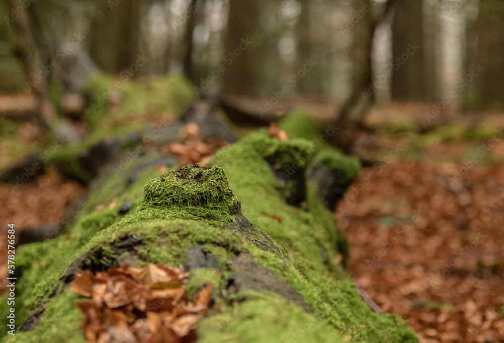 Fototapeta premium Green moss covered logs lying on the ground in the autumn forest among the colorful tree leaves