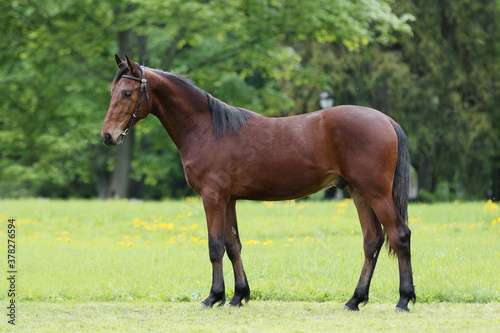 Chestnut horse with a long white mane stands on natural summer background, profile side view, exterior 