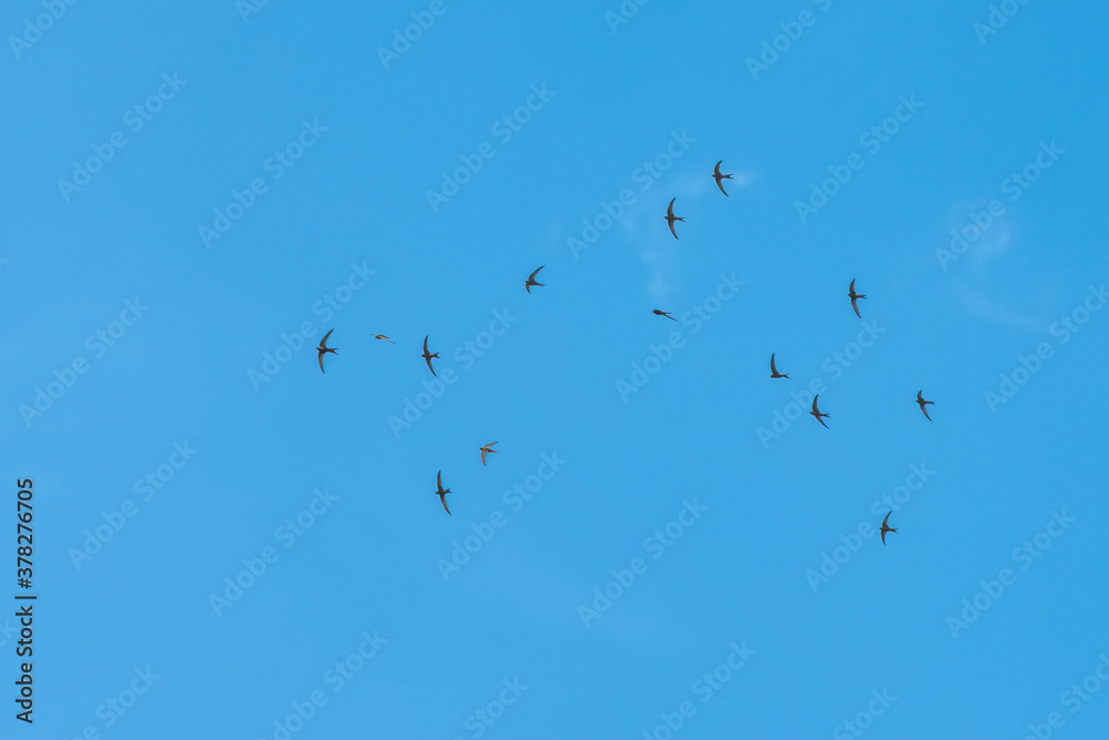 black swallow flight