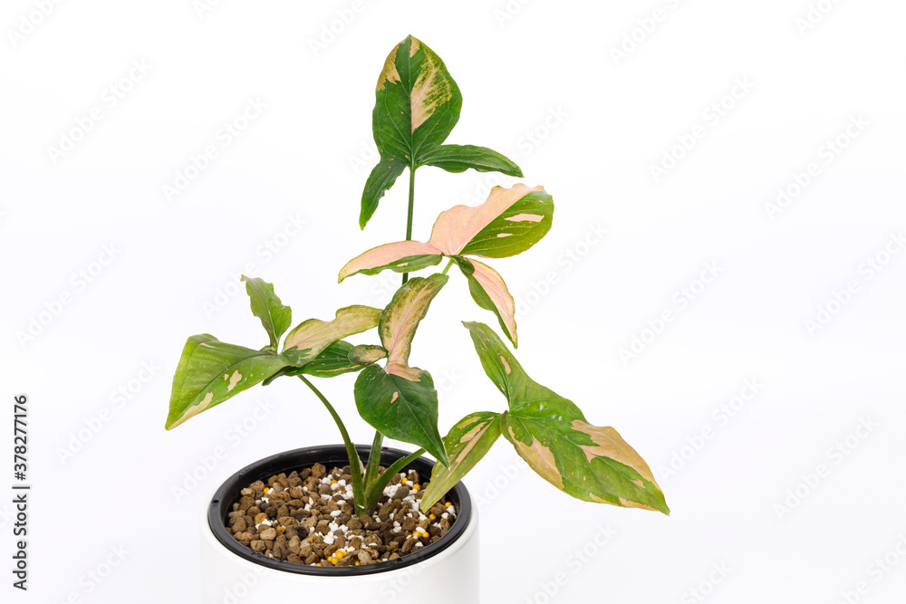 Syngonium podophyllum Pink Variegated, Plant in a water bottle, indoor houseplant Syngonium podophyllum Pink Variegated, Plant in a water bottle, indoor houseplant