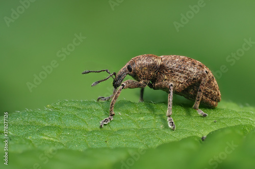  Würfelfleckiger Staubrüssler (Liophloeus tessulatus) photo