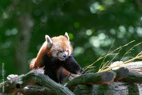little red panda on a branch © NJ