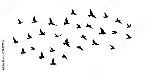 Flying birds silhouettes on white background. Vector illustration. isolated bird flying. tattoo and wallpaper background design. © SeemaLotion
