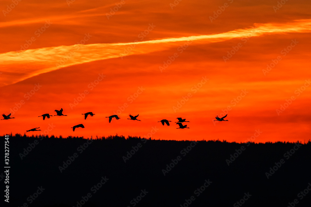 Beautiful sunset with flying Cranes over the forest