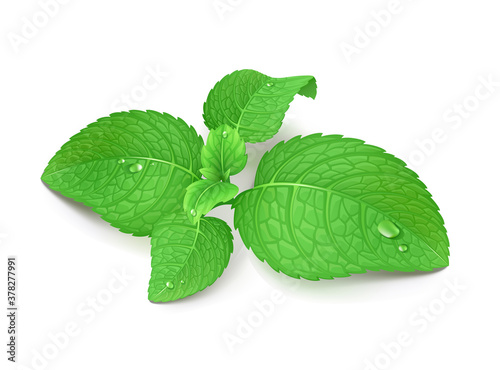 Mint leaves