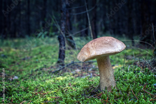 Birkenpilz mushroom