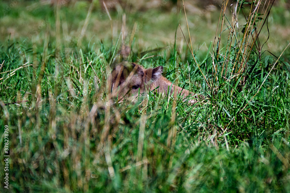 Wisent oder Europäische Bison ( Bos bonasus ) Kalb. Wisent oder Europäische Bison ( Bos bonasus ) Kalb.