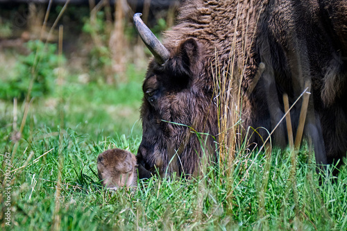 Wisent oder Europäische Bison ( Bos bonasus ) mit frisch geworfenen Kalb.