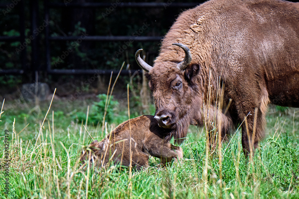 Obraz premium Wisent oder Europäische Bison ( Bos bonasus ) mit frisch geworfenen Kalb.