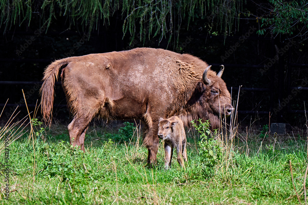 Wisent oder Europäische Bison ( Bos bonasus ) mit frisch geworfenen Kalb. Wisent oder Europäische Bison ( Bos bonasus ) mit frisch geworfenen Kalb.