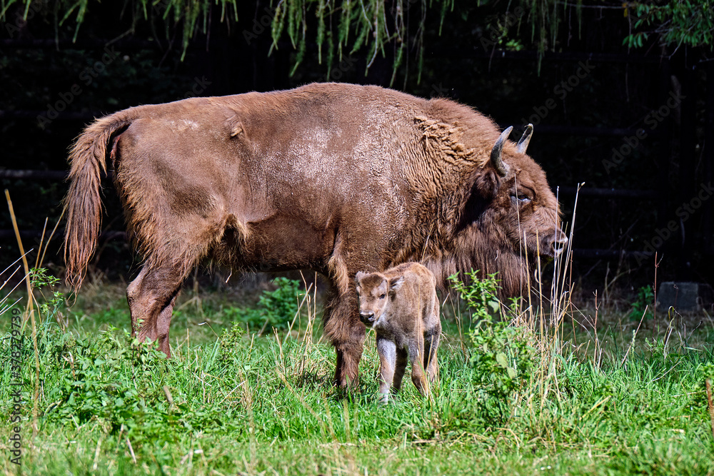 Fototapeta premium Wisent oder Europäische Bison ( Bos bonasus ) mit frisch geworfenen Kalb.