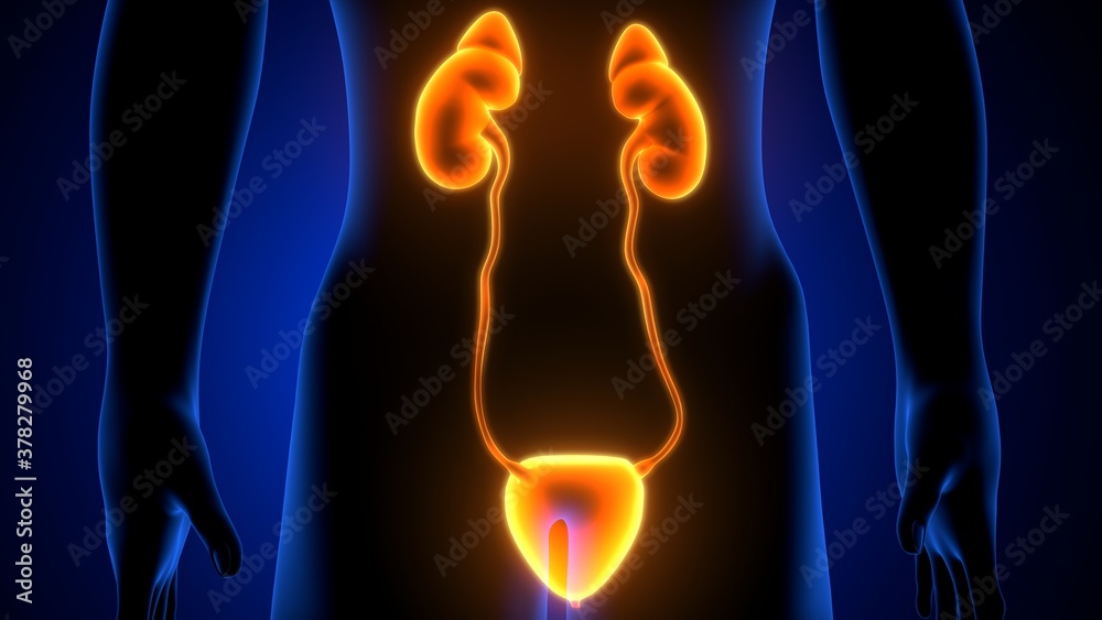 3d render of human urinary system kidneys with bladder anatomy 3d render of human urinary system kidneys with bladder anatomy