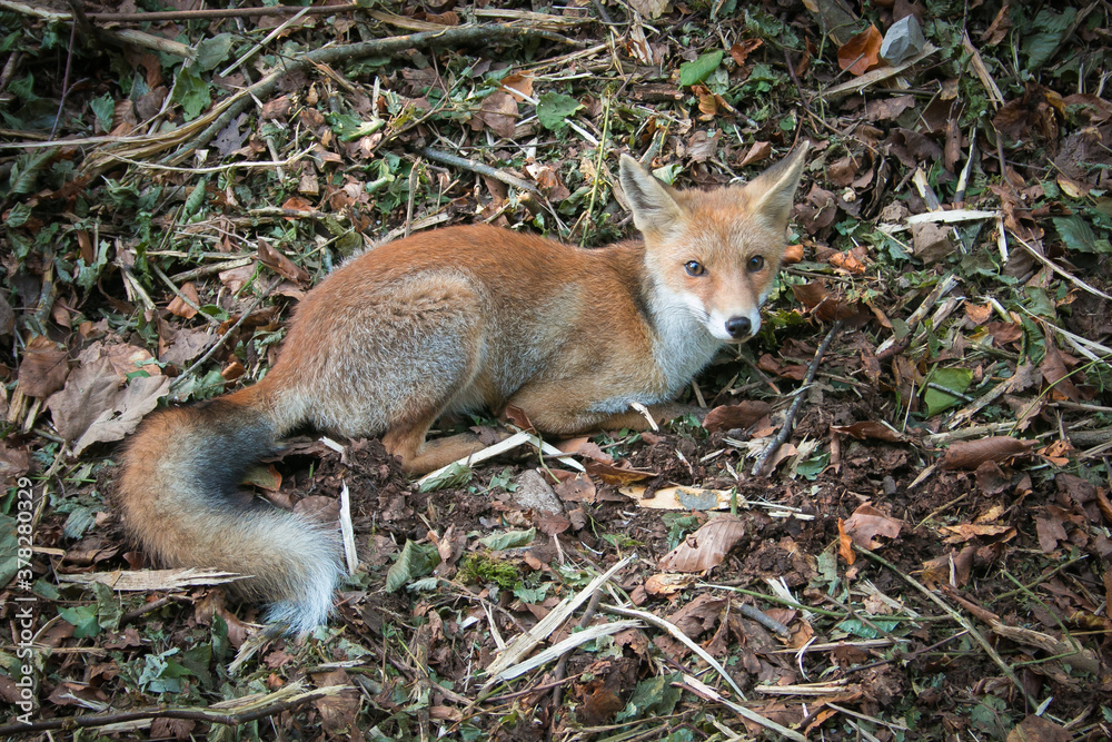 Fototapeta premium Portrait of a magnificent wild Red Fox (Vulpes vulpes) hunting for food to eat in the long grass
