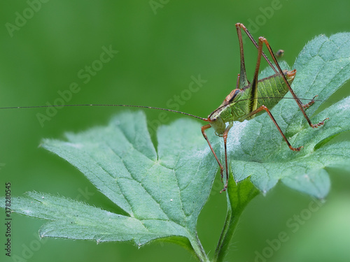 Laubholz-Säbelschrecke (Barbitistes serricauda) photo