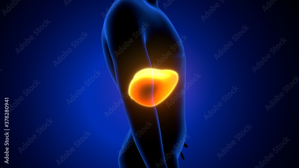 3d render of human body diaphragm anatomy 3d render of human body diaphragm anatomy